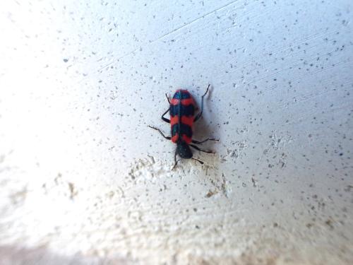 Réf. 356 859 : Trichodes alvearius